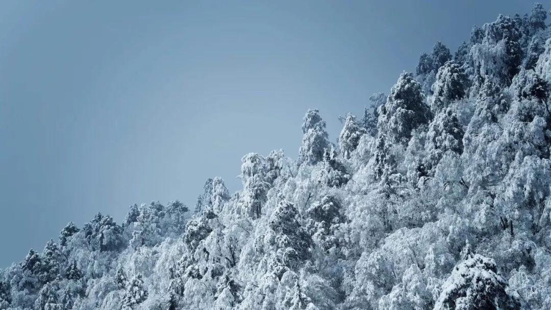 【种草养畜】 新型生态产业链 助力乡村振兴